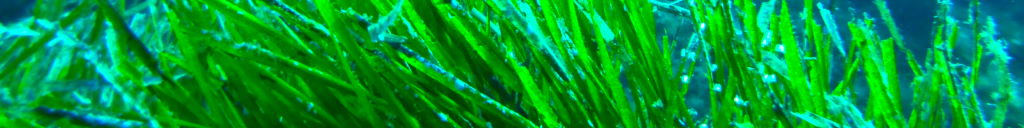 We will help you plan your dive